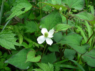 綺麗などくだみの花